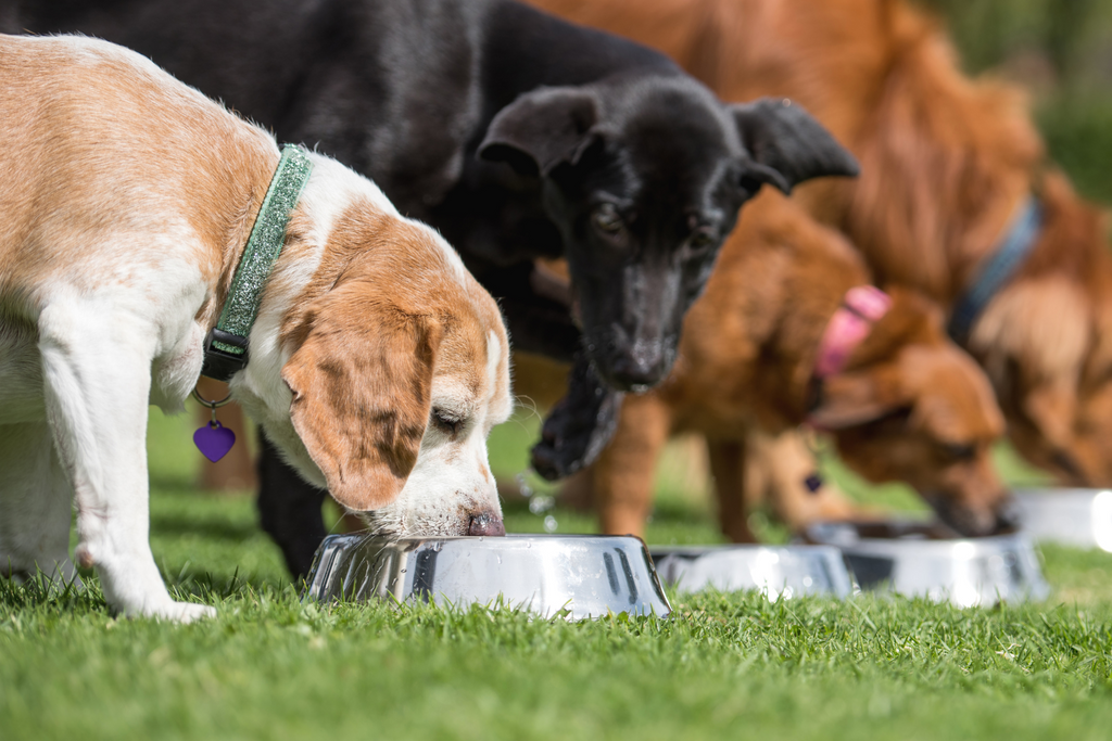 How to Choose the Best Dog Food for Your Pet: Raw vs. Kibble