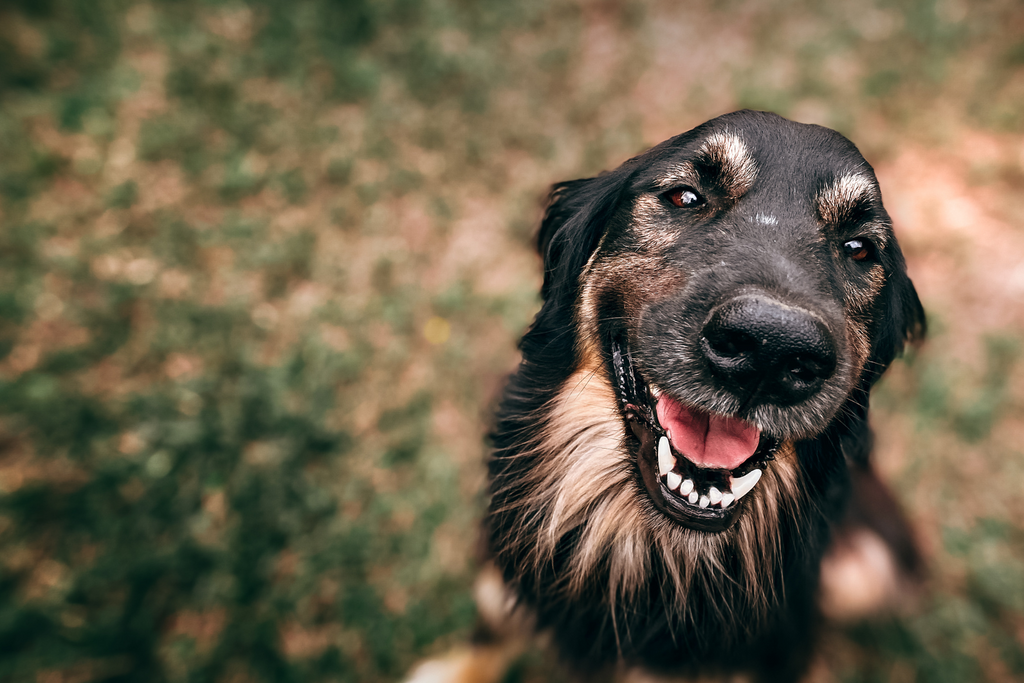 Why You Should Choose Natural Treats Over Rawhide for Your Dog